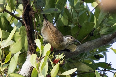 Tawny-breasted Honeyeater (Xanthotis flaviventer)